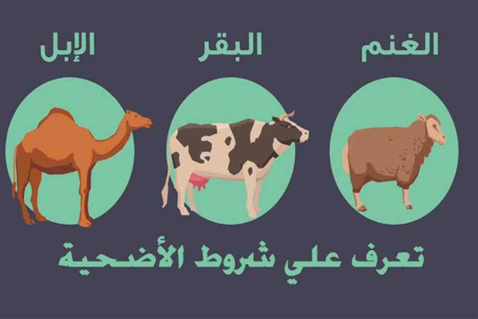 حكم اختلال شرط من شروط الذكاة حرم اكل الحيوان 30 حكم اختلال شرط من شروط الذكاة حرم اكل الحيوان