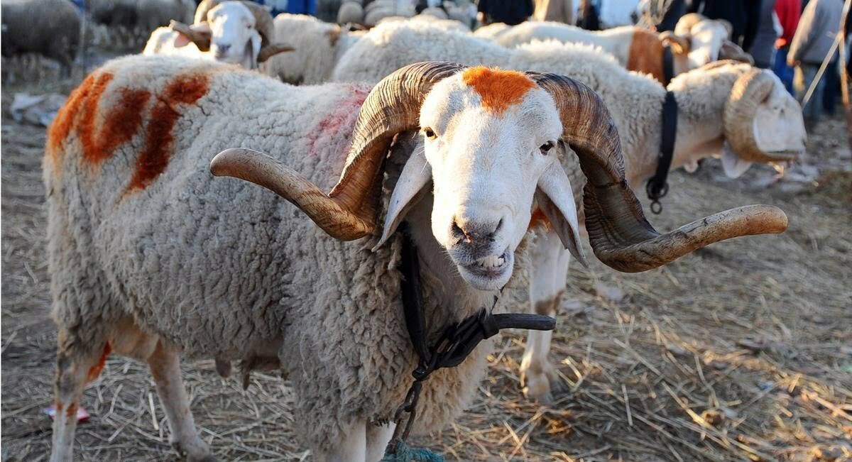 حكم شراء الاضحية بالكيلو أو بالميزان بعد الذبح