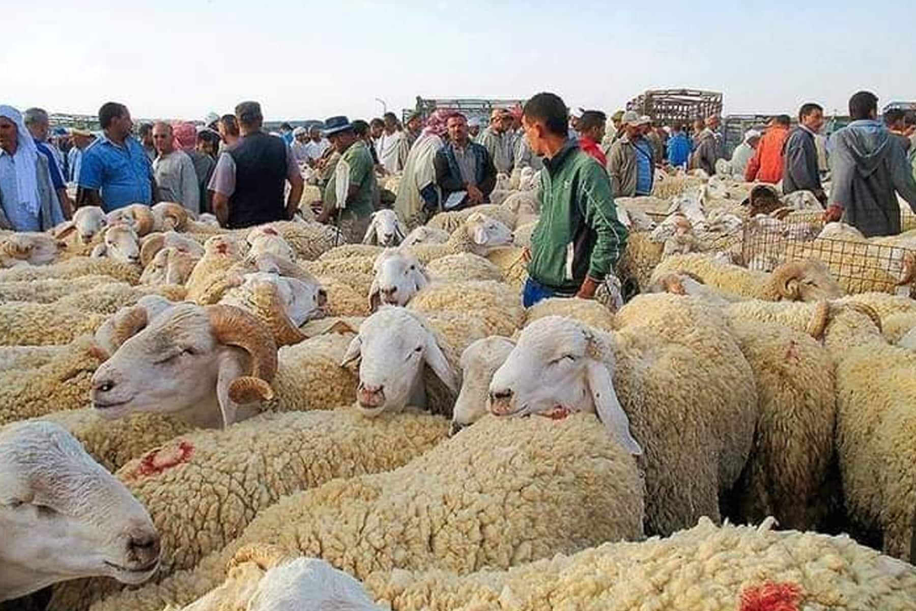 زكاة عيد الأضحى واجبة أم سنة