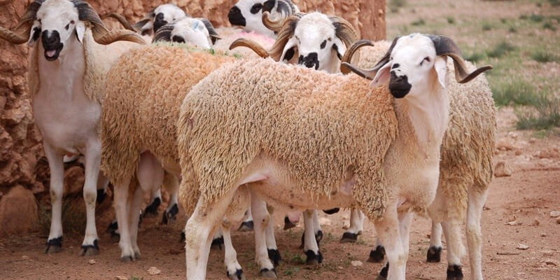 ما حكم استقبال القبلة عند الذبح