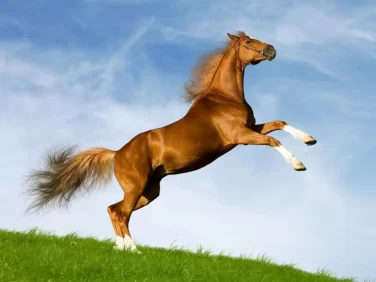 هل لحم الحصان حلال إسلام ويب 2 هل لحم الحصان حلال إسلام ويب