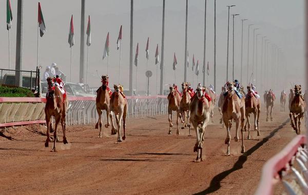 موعد سباق الهجن في قطر 2023