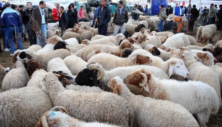 أسعار وأماكن بيع أضاحي العيد 2022 في سلطنة عمان