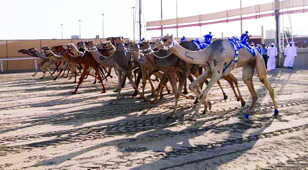 موعد سباق الهجن في قطر 2023