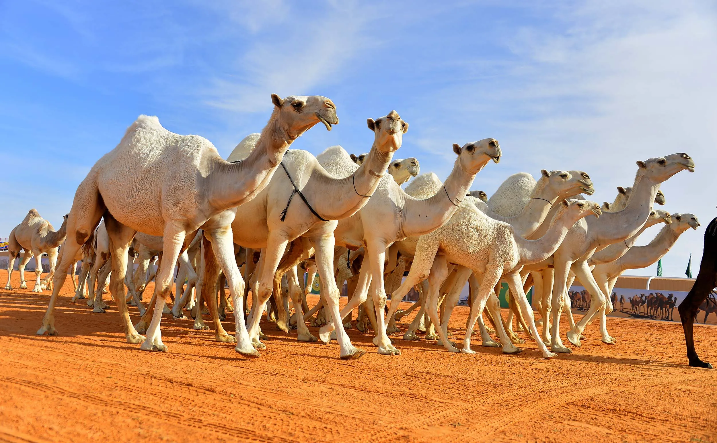 الحربش وش يرجعون، عائلة الحربش من وين