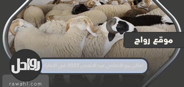 أين تبيع الأضاحي لعيد الأضحى 2022 في الإمارات

