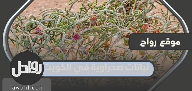 نباتات صحراوية في الكويت