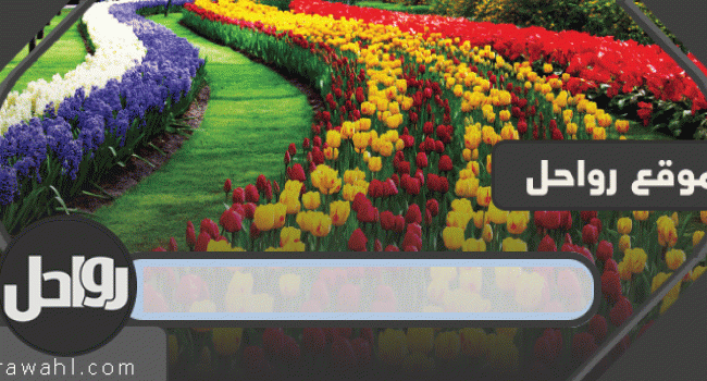 تكثر الزهور في الدمام او تبوك