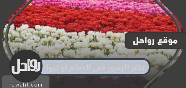 تكثر الزهور في الدمام او تبوك