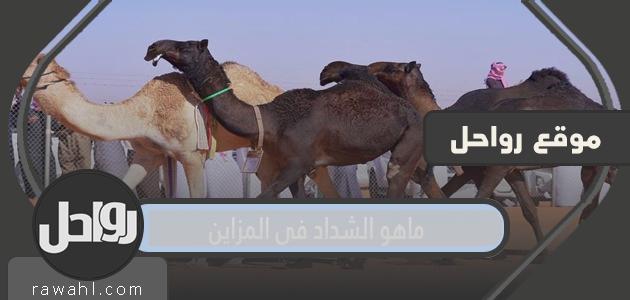 ما هو الشداد في المزاين