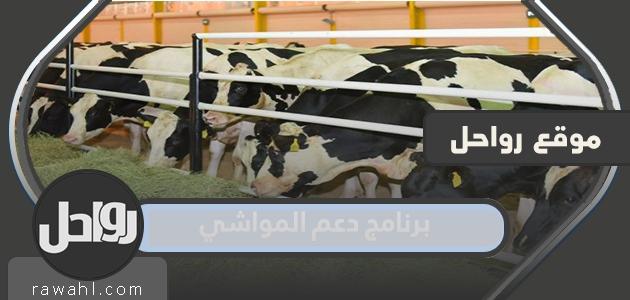 شروط وخطوات التقديم على برنامج دعم المواشي 2023 1 شروط وخطوات التقديم على برنامج دعم المواشي 2022