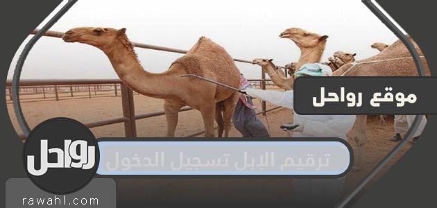 ترقيم الإبل تسجيل الدخول … شروط خدمة ترقيم الإبل 34 ترقيم الإبل تسجيل الدخول … شروط خدمة ترقيم الإبل