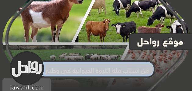 من اسباب قلة الثروة الحيوانية في وطني