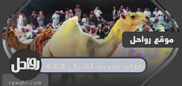 تفاصيل مزاد الهجن 1443